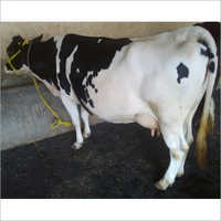 White & Black Pure Hf Cow