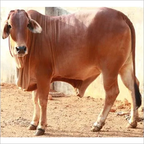 Dairy Farm Jersey Cow