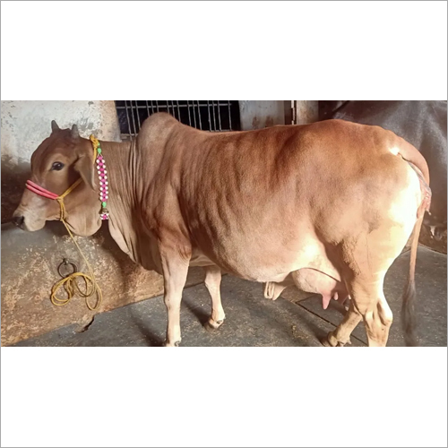 Pure Jersey Cow