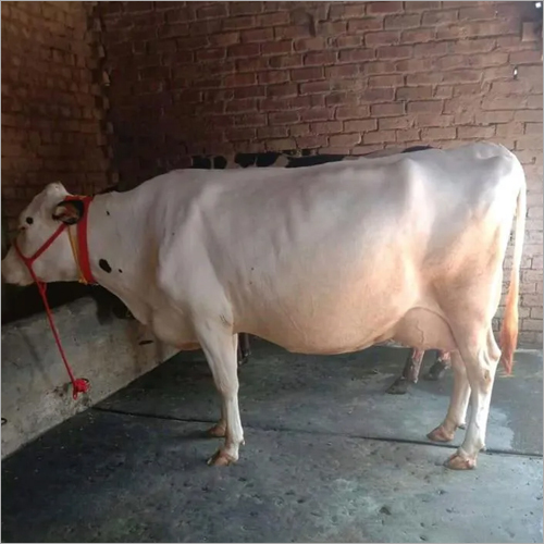 Hf Pure Tharparkar Cow