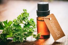 citronella oil