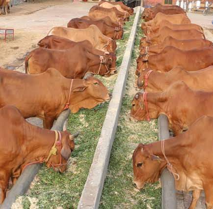 Pure Breed Healthy Sahiwal Cow