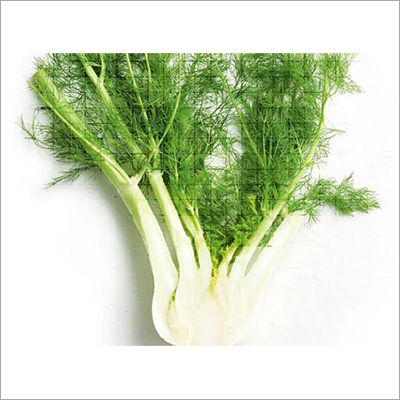 Fennel Leaves