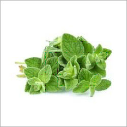 Basil Leaves at Best Price in Mira Bhayandar Maharashtra Hara