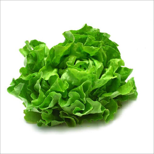 Fresh Lettuce