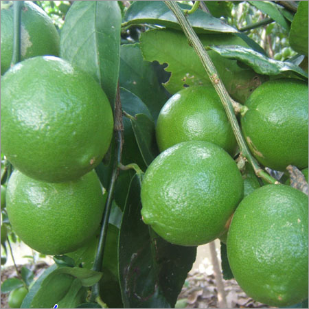 Green Lemon By KIM NGHIA CO,.LTD