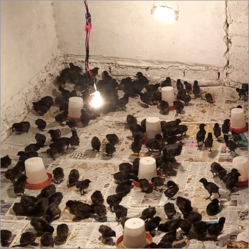 Kadaknath Black Chicks Gender: Both