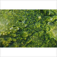 Bio Dispersant