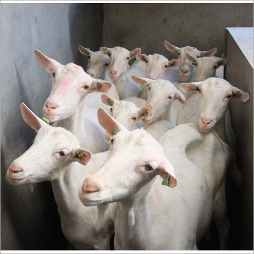 White Sannan Goats