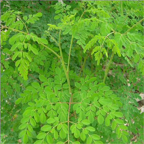 Moringa Leaves