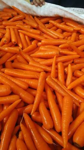 Egypian Fresh Carrots By GANET EL ZOHOR CO FOR TRADE
