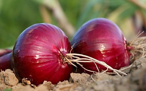 Fresh Red Onion - All Grades, Small, Medium, Large Sizes | Fresh Texture, Rich Red Color, Sourced from Trustworthy Vendors