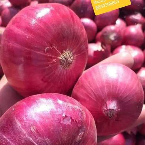 Onion 55 MM Size