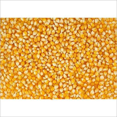 Yellow Maize Seeds Origin: India