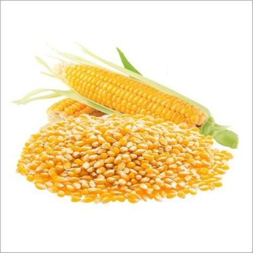 Yellow Corn Origin: India