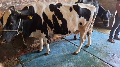 Pure HF Cow