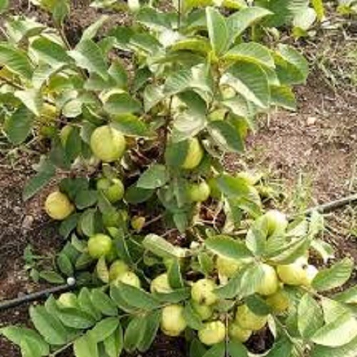 Taiwan Pink Guava Plant By INDO ESSENCE AGRO AND HERBS