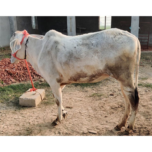 White Desi Cow