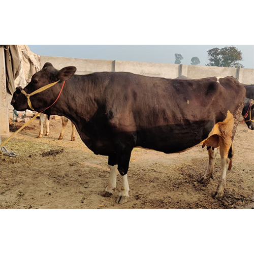 Pure Hf Cow