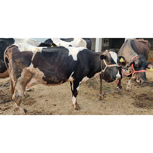 HF Cow