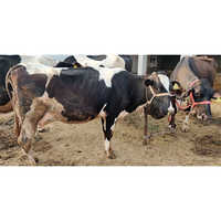 HF Cow