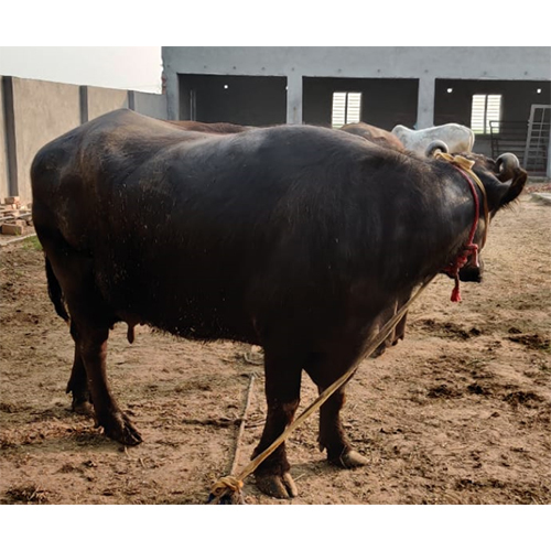 Murrah Buffalo