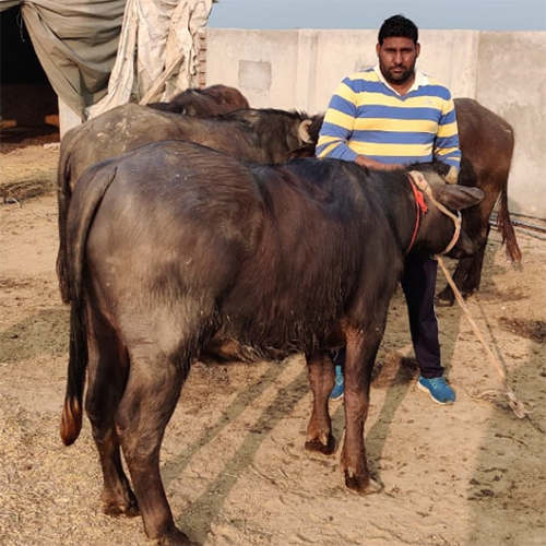 Murrah Heifer