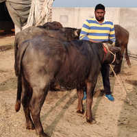 Murrah Heifer