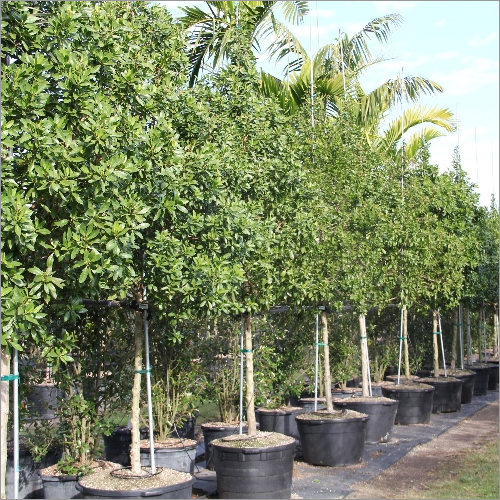 Conocarpus Plant