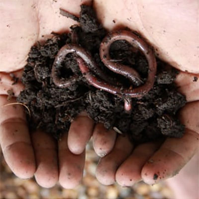 Red Earthworm