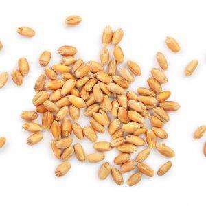 Whole Wheat