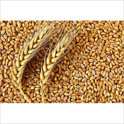 Lokwan Wheat - Medium Grain Whole Wheat Flour, Brown Color, 13% Moisture Content, Bulk Packaging, Nutrient-Rich for Chapattis & Parathas