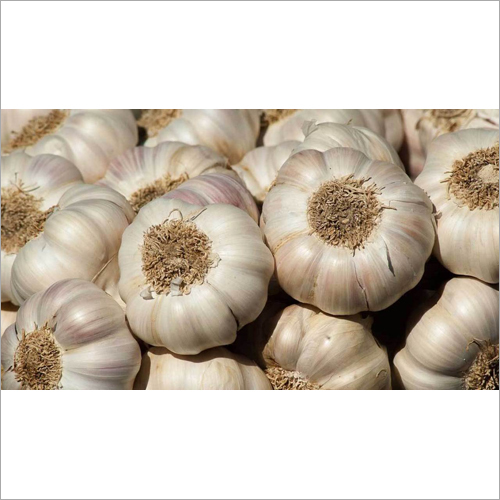 Fresh White Garlic By SUMESHA TRADERS