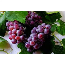 Fresh Grapes