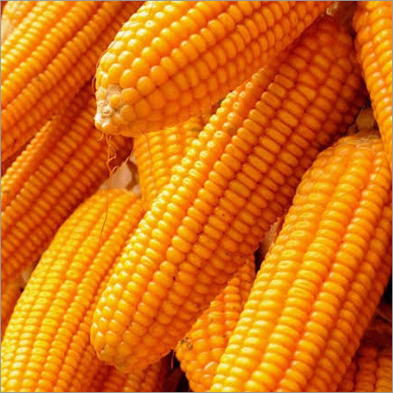 Yellow Maize By G.N MEHTA TRADERS