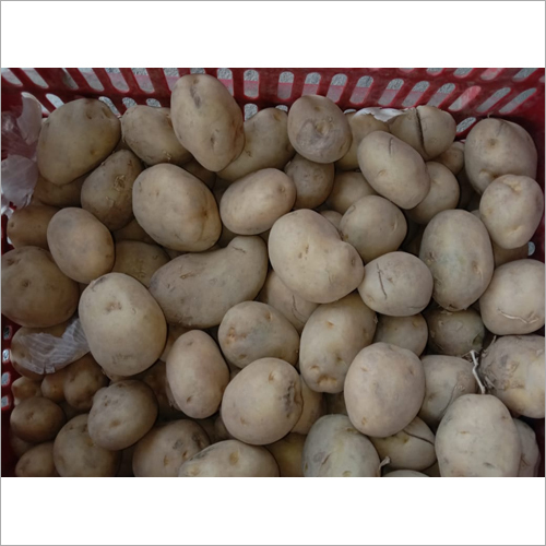 Fresh Potato