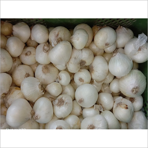 Fresh White Garlic