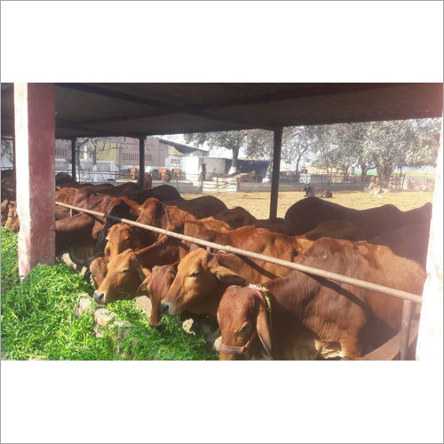 Brown Sahiwal Cow