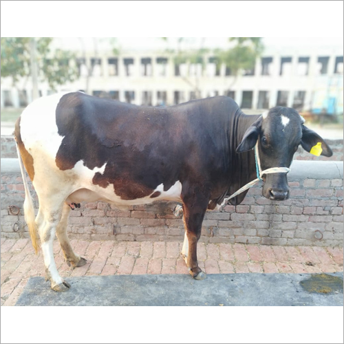 Mahipal Dairy farm