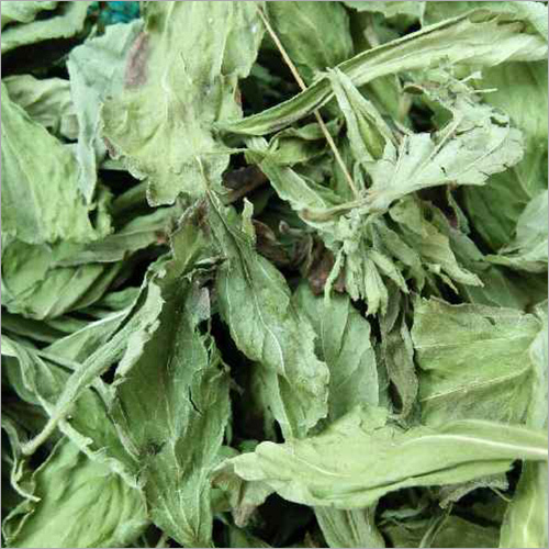 Stevia Leaves By PARAMHANS HERBAL TRADERS