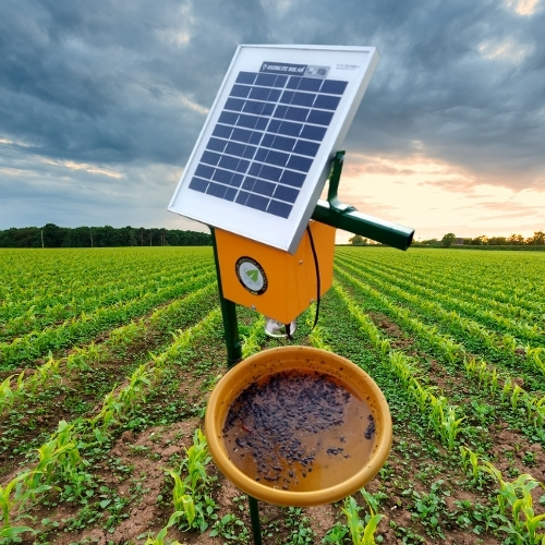 Solar Insect Trapper