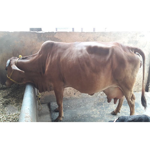 Sahiwal Cow