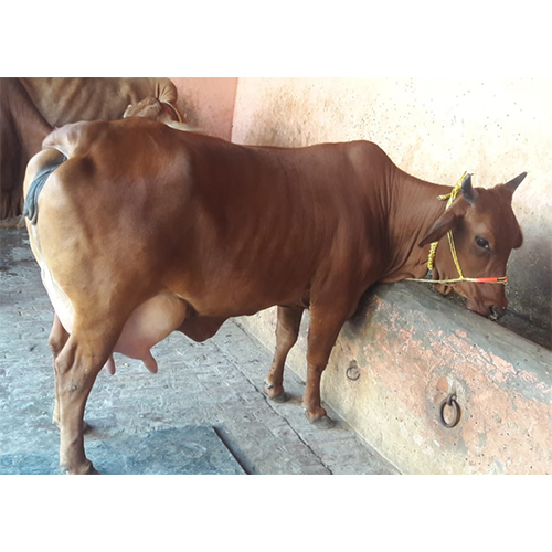 Sahiwal Cow
