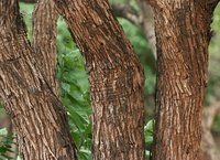 Acacia Catechu Dry Extract
