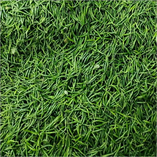 Green Chilly Moisture (%): 98-100%