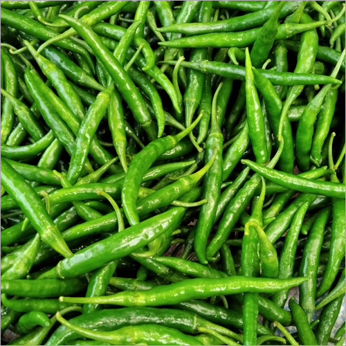 Fresh Green Chilly Moisture (%): 98-100%