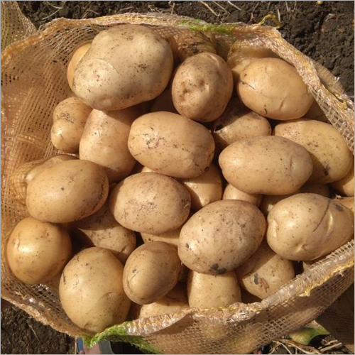 Fresh Potato Moisture (%): 90 -100%