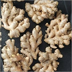 Fresh Ginger Moisture (%): 90 -100%