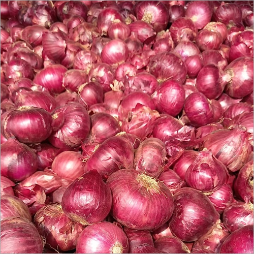 Red Onion Moisture (%): 90 -100%