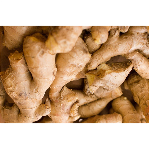 Natural Ginger - Raw, 90-100% Moisture | Loaded with Antioxidants, Supports Healthy Aging, Aids Digestion, Helps Fight Chronic Diseases